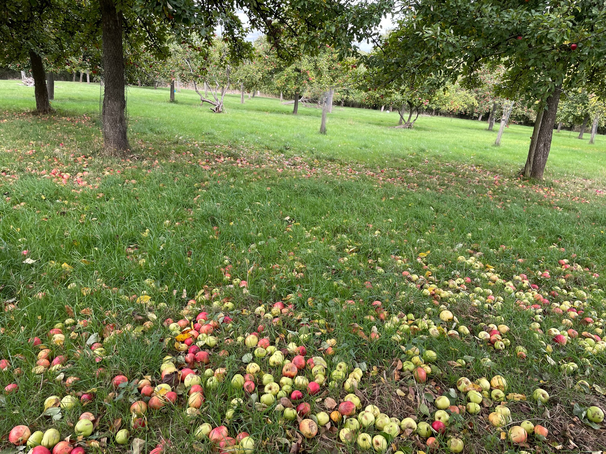 Apple orchard for harvesting apples. Apples on the ground falled from the apple tree.