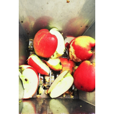 Apples in the steel hopper of a scratter being crushed by its blades.
