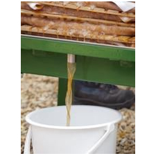 Apple juice pouring from a rack and cloth press into a bucket
