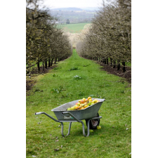 A wheelbarrow full of cider apples in a cider orchard