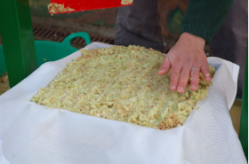 Apple pulp being placed into a single layer to be pressed