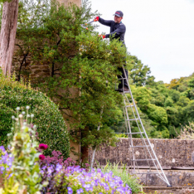 10 ft Henchman Tripod ladder in use to prune hedge