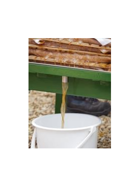 Apple juice pouring from a rack and cloth press into a bucket