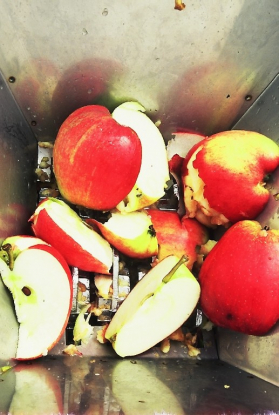 Apples in the steel hopper of a scratter being crushed by its blades.