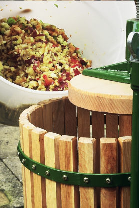 Apples pouring into basket of fruit press.