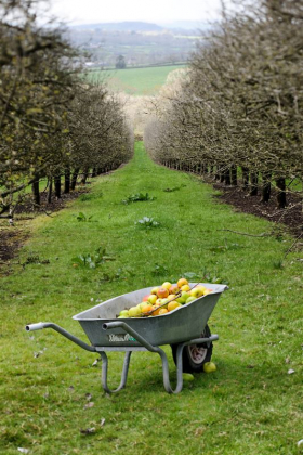 A wheelbarrow full of cider apples in a cider orchard
