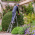 Man on 6ft Henchman Ladder trimming hedge